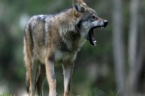 فرنسا: تكاثر الذئاب يهدد آلاف الماشية ويؤرق السلطات