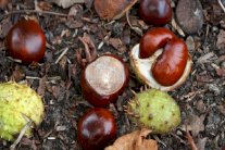 كستناء الحصان للكشف عن السرطان