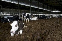 روث البقر لتوليد الكهرباء في الضفة الغربية