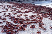 وجهات سياحية عالمية.. لمحبي الحيوانات فقط