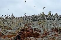 كنز من فضلات الطيور ينتشل سكان الساحل البيروفي من الفقر