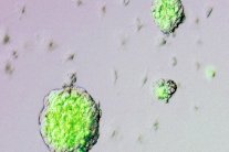 بناء أنسجة حية بالطباعة ثلاثية الأبعاد