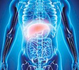 علماء يكتشفون آلية تأثير البدانة على أعضاء الجسم الحيوية