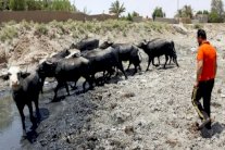 بعد الزراعة.. الحيوانات ضحية الجفاف في جنوب العراق