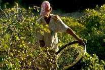 مشروب حبوب القهوة الخضراء يُسَرِّع فقدان الوزن