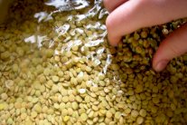 فول الصويا والعدس والحبوب تضعف علاج سرطان الثدي