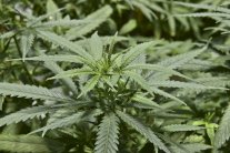 الماريجوانا .. أحدث علاج لمرضى الزهايمر !