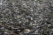 الصحة العالمية: المعادن الثقيلة والأمونيا وراء نفوق الأسماك في العراق