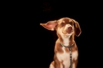 Mungo & Maud تتعاون مع ميلبيري لأزياء الحيوانات الأليفة