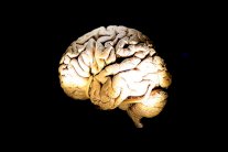 الكحول أشد ضرراً بالدماغ من الحشيش