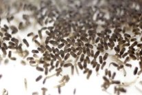 نقل البكتيريا النافعة من أمعاء شخص إلى آخر يجلب أمراضًا