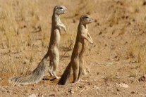 أعضاء الحيوانات الذكرية تحدد مصير سلالتها!