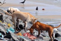 البشر ينشرون السرطان بين الحيوانات