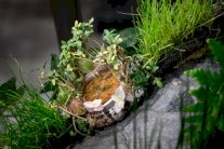 ساعة نباتية للاشارة الى وهن البيئة في ظل التغير المناخي 