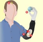 يد اصطناعية يتحكم بها الدماغ مباشرة