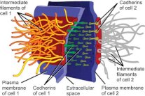الإنسولين يحمي بطانة الأمعاء من السرطان