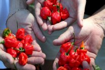 هل يمكن للطعام الحار أن يفتح باب الأمل لعلاج السرطان !