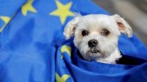 البريكست يصعّب إجراءات سفر حيوانات بريطانيا إلى الاتحاد الأوروبي