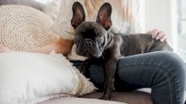 البولدوغ الفرنسي يطيح اللابرادور من صدارة الترتيب الأميركي للكلاب الأكثر شعبية