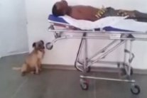 كلب وفيّ ينقذ صاحبه من الموت ويلحق به إلى المشفى