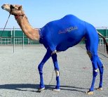 جِمال في الإمارات بلباس رياضي !