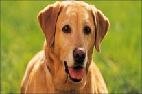 كلب شارع الهرم يشعل تويتر وفايسبوك