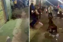 #كلب_شارع_الهرم الهاشتاغ الأكثر تداولًا في مصر