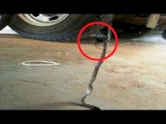 عنكبوت سام يقتل أفعى تكبره طولا وحجما!