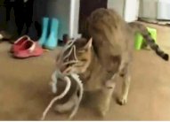 أخطبوط صغير ينجو بأعجوبة من قطّة 