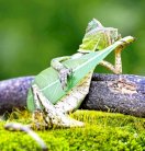 صورة (السحلية العازفة) تنتشر على مواقع التواصل