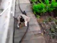 كلب يعدو حاملاً قطة على ظهره !