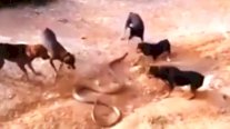 صراع دامٍ بين أفعى ضخمة وخمسة كلاب برية !