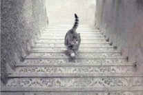 هل تتجه القطة إلى الأعلى أم الأسفل؟ 