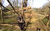 قرد يسقط طائرة من دون طيار !