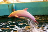 دلفين نادر في اليابان يغير لونه كالحرباء !