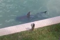 سمكة قرش في حديقة منزل في فلوريدا!