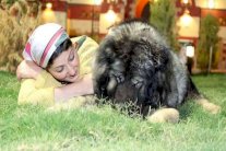 أصبح للكلاب فندق في مصر!