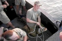 الأمير هاري صياد ماهر في أستراليا