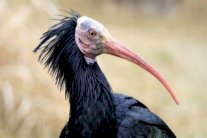 طيور نادرة قد تنقرض بسبب داعش