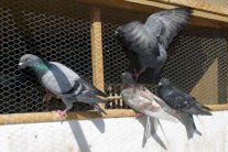 داعش: تربية الحمام حرام