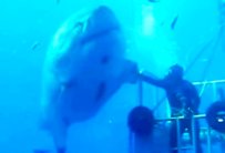 سمكة قرش ضخمة تستكين أمام مداعبات غواص مكسيكي