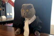 هرّ في منصب مدير شركة!