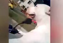 كلب يقود دراجة بخارية