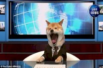 كلب يذيع أخبارًا... فيديو