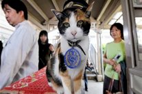 وفاة قطة تدير محطة القطار في اليابان!... فيديو