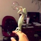 حرباء تلهو مع صاحبها وتنقر فقاعات الماء !