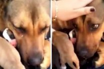 الكلاب أيضا تبكي فرحا وتأثرا !