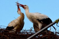 أهل كرواتيا يناشدون اللبنانيين: لا تقتلوا كليبيتان!