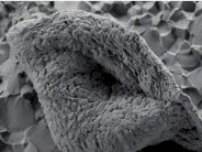 العلماء يكتشفون أقدم دليل على الحياة في الأرض