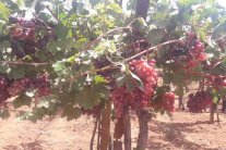 المغرب: انطلاق الدورة 11 من مهرجان العنب